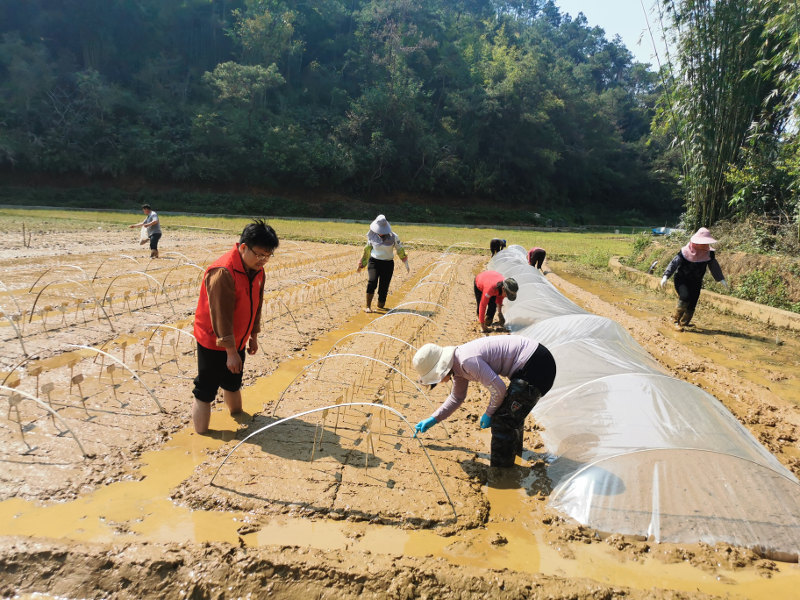 岑溪市科技特派员指导水稻种质资源鉴定试验，为乡村振兴注入新动力